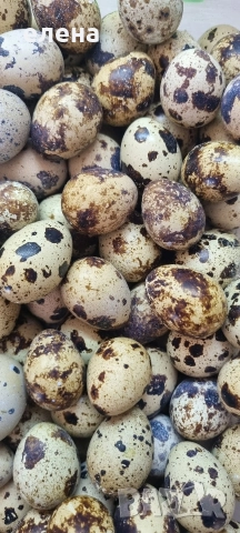 продавам пъдпъдъчи яйца