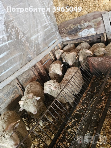 Шилета мъжки на 10 месеца, снимка 2 - Овце - 53581920