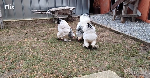 БРАМА 2+1, снимка 3 - Кокошки и пуйки - 53988097