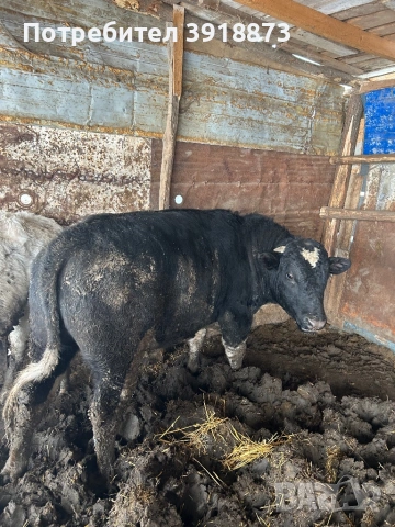 Продавам мъжко теле