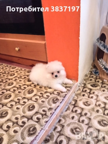 3 мъжки и 1 женско , снимка 7 - Померан - 53296873