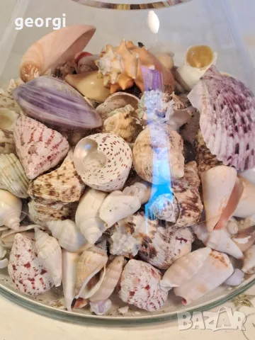 масивна стъклена купа с колекция морски миди, рапани и охлюви   7/4, снимка 3 - Колекции - 49855012