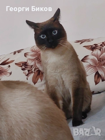 ЗА РАЗПЛОД!!! сиамски котарак, снимка 2 - Сиамска - 53774583