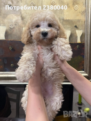 Мини пудели, женски, снимка 6 - Пудели - 53940833