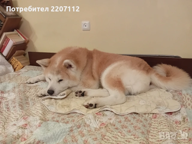 Женско акита-ину., снимка 5 - Акита ину - 53415124