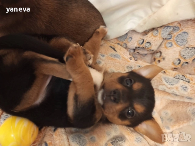 Подаряват се малки сладки кученца , снимка 7 - Други - 53916987