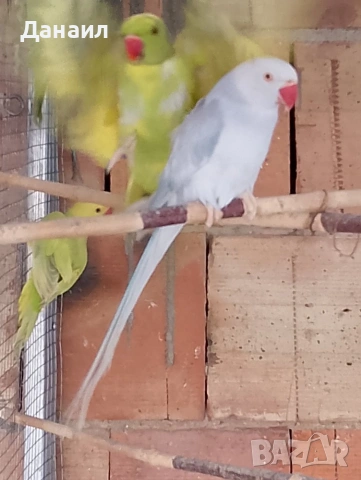 Малък Александър -женска 