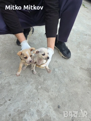 Малки пухкави щастия търсят своя нов дом! 🐾, снимка 3 - Чихуахуа - 54194641