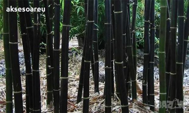 100 бр. бамбукови семена - Phyllostachys nigra - Издръжлив рядък вид вечнозелен черен бамбук, снимка 10 - Сортови семена и луковици - 46470712