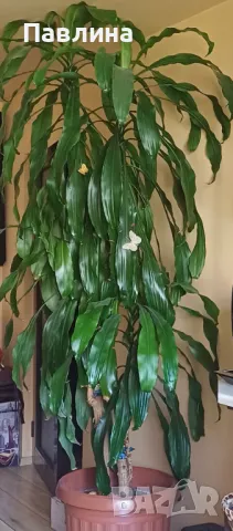 Юка, снимка 2 - Стайни растения - 50121839