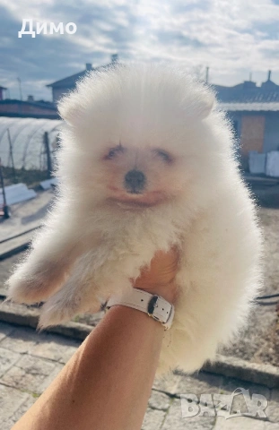 Померан, снимка 3 - Померан - 53821484