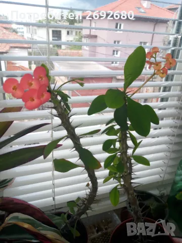 Христов венец/Исусов венец/цени в описанието , снимка 7 - Стайни растения - 48925731