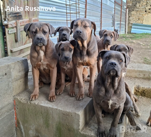 Кане Корсо, снимка 7 - Кане корсо - 52877945