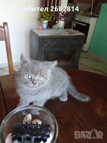 чистокръвни британчета, снимка 1