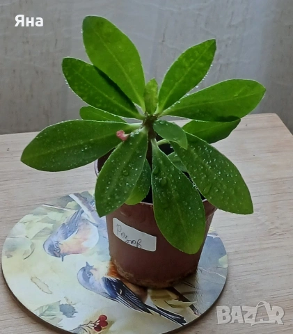 Исусов венец - Еуфорбия, Розов и бял цвят, снимка 3 - Стайни растения - 51096996