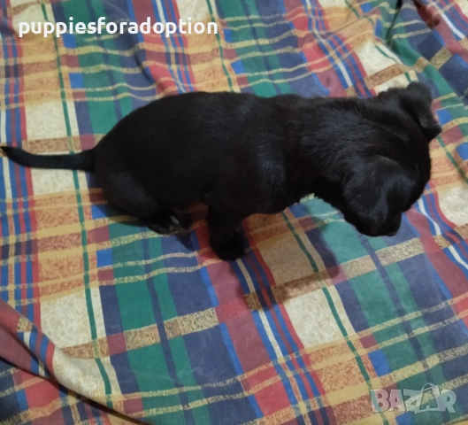 Подарявам кученца, разновидност на патърдейл (chatterdale), снимка 2 - Други - 53838730