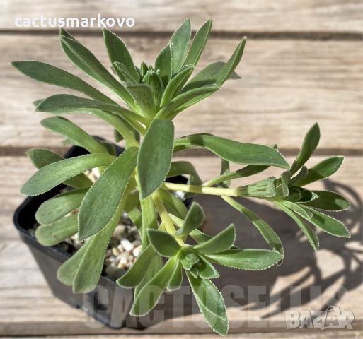 Aeonium simsii, снимка 1 - Стайни растения - 45171861