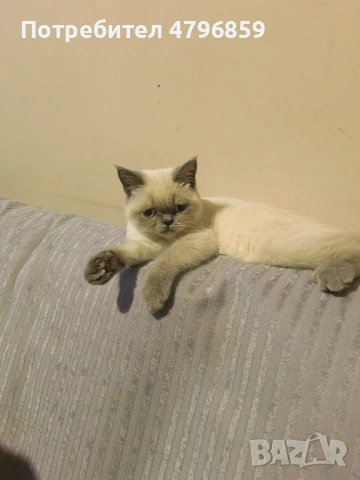  Женско Шотландско остроухо коте. , снимка 4 - Други - 54193542