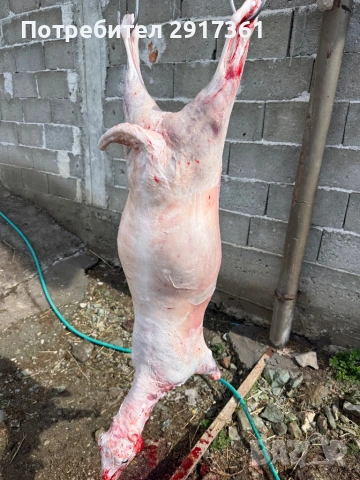 Agneta, снимка 2 - Овце - 54005036