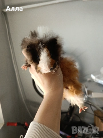 Има в наличност 3 морски свинчета , снимка 4 - Морски свинчета - 53289003