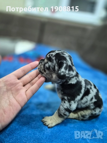 френски булдог