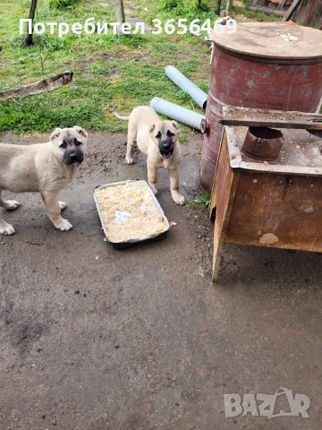 Малки КАНГАЛИ, снимка 3 - Кангал - 54088645