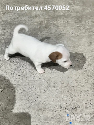 Джак Ръсел териер/Jack Russell terrier, снимка 1