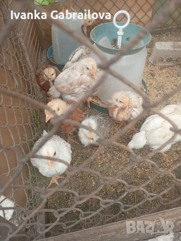 падпадъци и малки петлета, снимка 2 - Кокошки и пуйки - 54212894