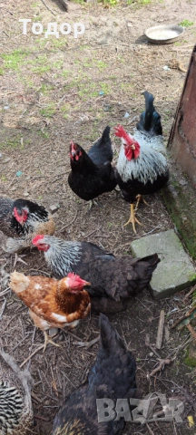 Продавам си кокошките, снимка 2 - Кокошки и пуйки - 54182536