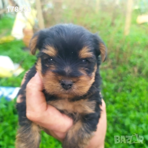 Мини  йоркширски териер!!