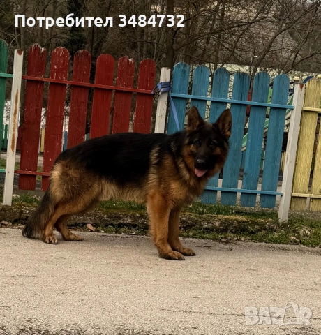 Немска овчарка мъжка