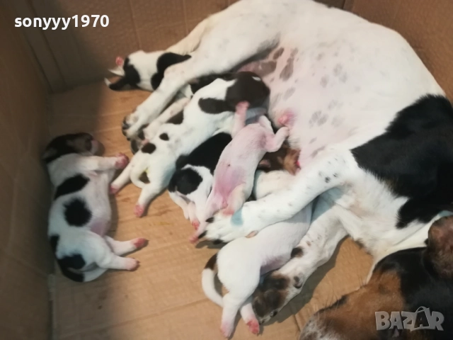 ДЖАК РЪСЕЛ-СЛАДКИ КУЧЕНЦА 2308251435, снимка 2 - Джак ръсел териер - 51464138