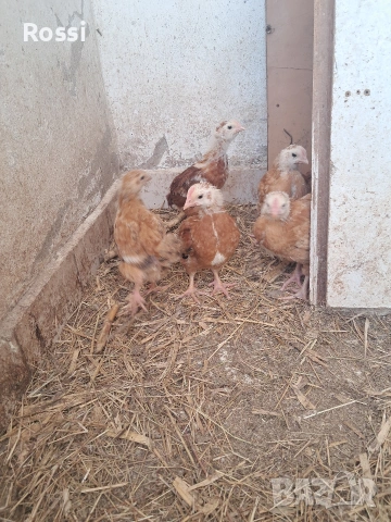 Пилета на 30дни, снимка 7 - Кокошки и пуйки - 53708980