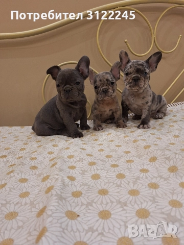 Продавам чистокръвни френски булдоци , снимка 3 - Френски булдог - 52619649