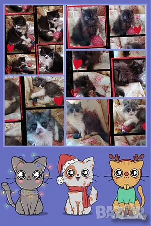  Ваксинирани персийски дългокосмести многоцветни принцове,ЕС паспорт,микрочип домашни любимци!, снимка 10 - Персийска - 37675567