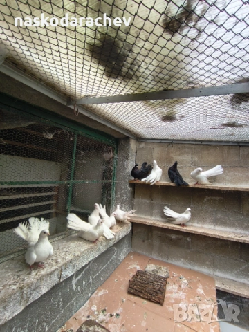 Бургаски местни преметачи различни цветове, снимка 14 - Гълъби - 52410723