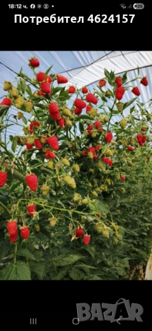 Продавам разсад ягоди, снимка 6 - Сортови семена и луковици - 54183179
