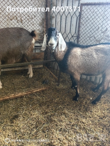 Англонубийски кози и пръч, снимка 16 - Кози - 52928138