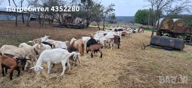 Кози 200лв, снимка 4 - Кози - 52164623