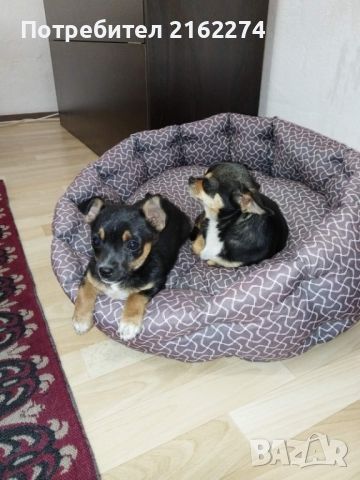 Продавам малко женско куче, снимка 7 - Чихуахуа - 45399678