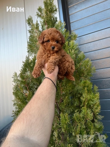 Той пудел, снимка 4 - Пудели - 52529667