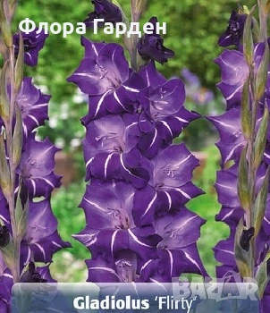 ГЛАДИОЛ Грудколуковици