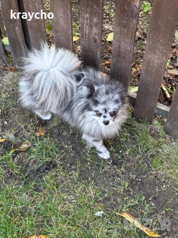 Померан женски, снимка 2 - Померан - 52874192