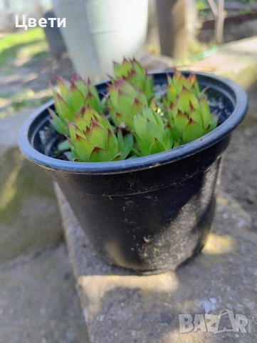 Продавам семпервивум, снимка 2 - Градински цветя и растения - 54157930