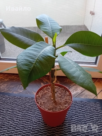 Плумерия - семена и растения, снимка 3 - Сортови семена и луковици - 50007881