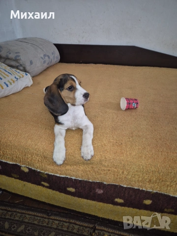 Продавам Бийгъл, снимка 4 - Бигъл - 53949058