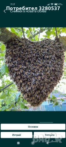 Пчелни отводки , снимка 2 - Други животни - 53895388