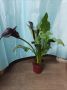Кала 60 см , снимка 1 - Стайни растения - 45504629
