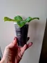 Еписция, episcia my precious, снимка 3