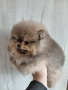 продавам померан , снимка 3